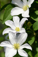 white clematis flowers in the garden