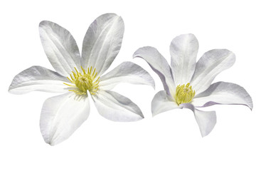Fototapeta premium couple of white clematis flowers isolated on white