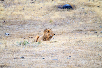 Lion on Ngorongoro Conservation Area crater, Tanzania