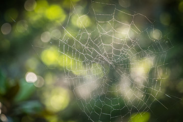 Empty spider web