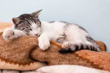Fototapeta na wymiar Beautiful domestic cat cozy curled sleeping on pile of blankets in bedroom.