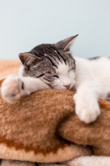 Fototapeta na wymiar Beautiful domestic cat cozy curled sleeping on blanket