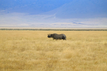 Black rhinoceros on Ngorongoro Conservation Area crater, Tanzania - obrazy, fototapety, plakaty