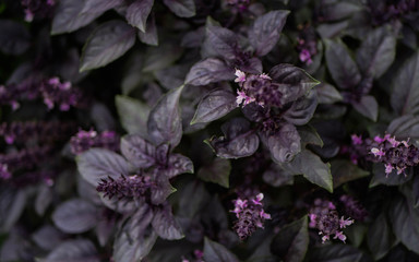 Purple basil plants texture. Blooming garden. Species growing at home 