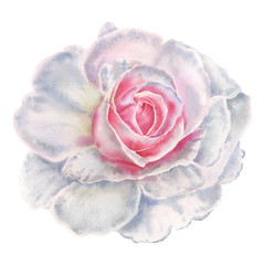 Hand paint watercolor Illustration of rose on white background. Perfect for creating cards, print, wedding and fashion design.  
