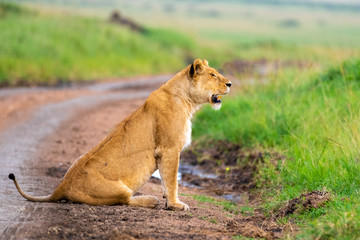 A Lioness staring on 