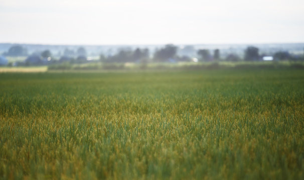 field of wheat.image with soft focus, village in the background