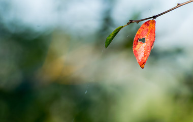 Autumn arrival - concept. Red leaf. Copy space