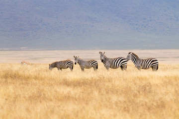 Zebras on Ngorongoro Conservation Area crater, Tanzania © elleonzebon