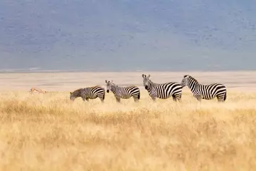Fotobehang Afrika Zebra& 39 s op de krater van het Ngorongoro Conservation Area, Tanzania  © elleonzebon