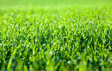 Green grass close up