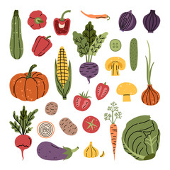 Big autumn harvest vegetables, set of fresh pumpkin, tomatoes, corn, pepper, freehand illustration in modern doodle style, isolated on white background. 