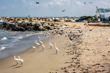 Sri Lanka, Negombo fishmarket