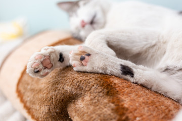 Fototapeta na wymiar Bottom part of sleeping cat paws, low angle view. Cute soft pads.