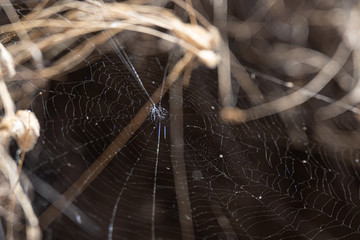 Сobweb with spider in nature.Wild nature.