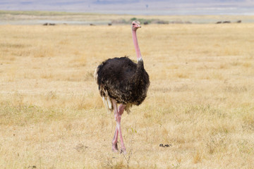 Ostrich bird close up. Ngorongoro Conservation Area crater, Tanzania