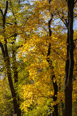 Bright yellow leaves on trees growing in the park. Golden autumn in the Summer Garden in the city of St. Petersburg