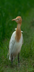 Cattle Egret the seabird Enjoying and watching for its Food