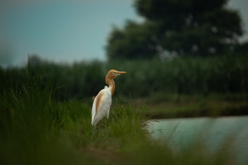 Cattle Egret the seabird Enjoying and watching for its Food