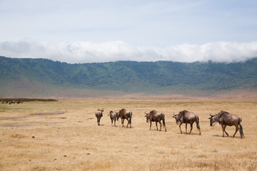 Wildebeest on Ngorongoro Conservation Area crater, Tanzania