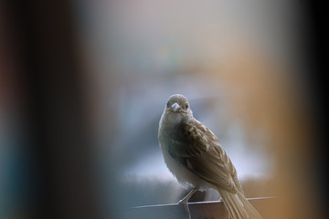 The house sparrow, found in most parts of the world.
