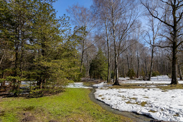 Spring forest landscapei