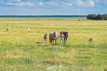 A girl leads horses on a rope across the collective farm field.
