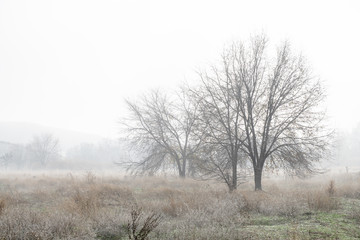 Niebla