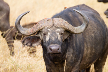 Cape buffalo from Serengeti National Park, Tanzania, Africa