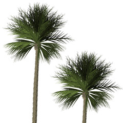 Fototapeta premium Palm tree Isolated on white background,3D Tree illustration, high resolution of Palm tree.