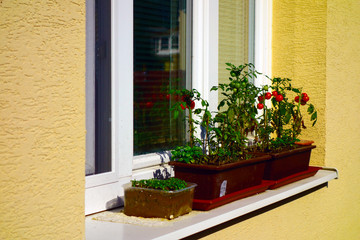 Fototapeta na wymiar Cherry tomatoes in a pot on the windowsill
