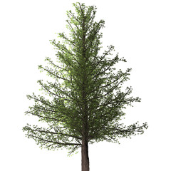 Pine tree Isolated on white background,3D Tree illustration, high resolution of pine tree
