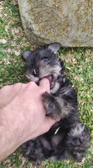 Obraz premium cachorro Schnauzer