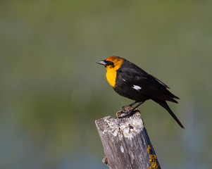 Yellow-headed blackbird