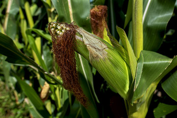 unripe corn on the cob in a field