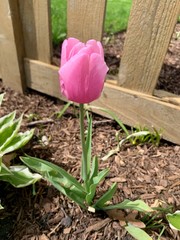 Pink Tulip in a Garden