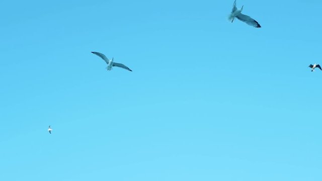 A flock of seagulls flying against the sky,beautiful playful birds,many flying seagulls.