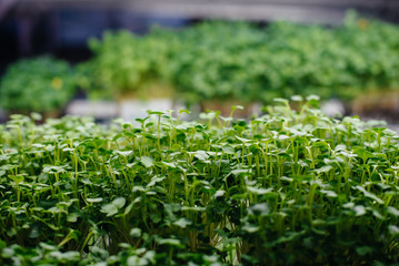 Juicy and young sprouts of micro greens in the greenhouse. Growing seeds. Healthy eating