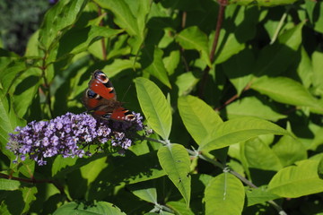 Inachis io butterfly on a butterfly bush, Peacock butterfly