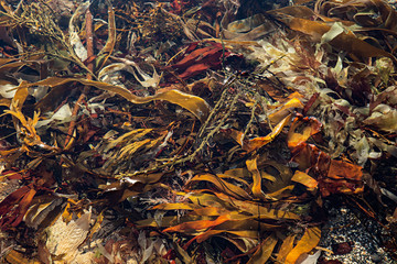 Algas marinas de diferentes colores.