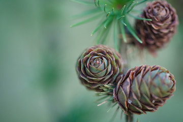 Macro photo of young green fir cones on a branch, selective focus, copy space.