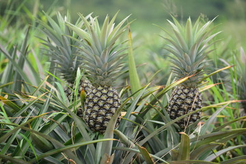 Fresh Pineapple Fruit with leafs in farm
