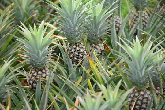 Fresh Pineapple Fruit with leafs in farm

