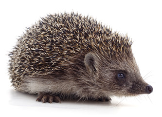 One little hedgehog.
