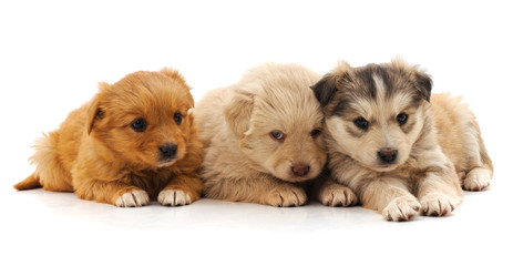 Three beautiful puppies.
