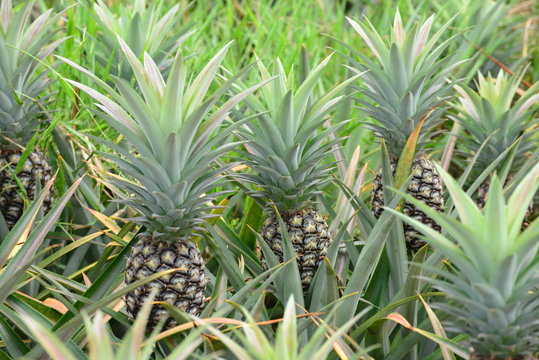 Green pineapple growing on a plot of farmland.
