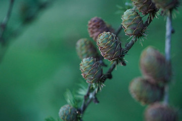 Macro photo of young green fir cones on a branch, selective focus, copy space.
