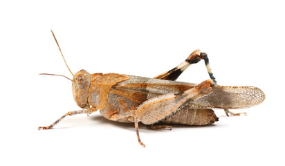 European orange Grasshopper isolated on white background