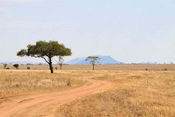 Serengeti National Park landscape, Tanzania, Africa