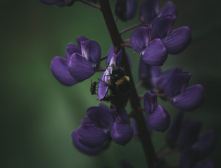 purple iris flower